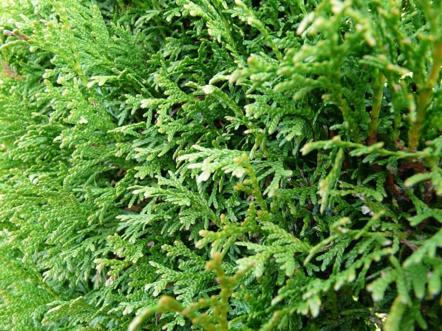 Thuja occidentalis Brabant / Levensboom - 120/140 cm | Haagaanplanten