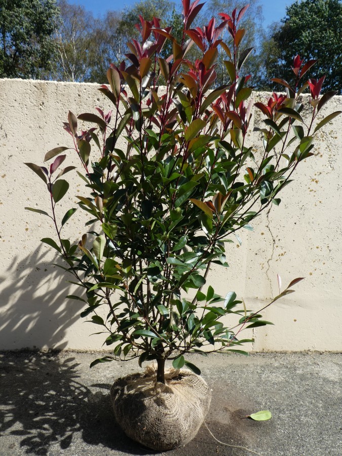 Glansmispel / Photinia fras. Red Robin 125/+ cm Haagaanplanten