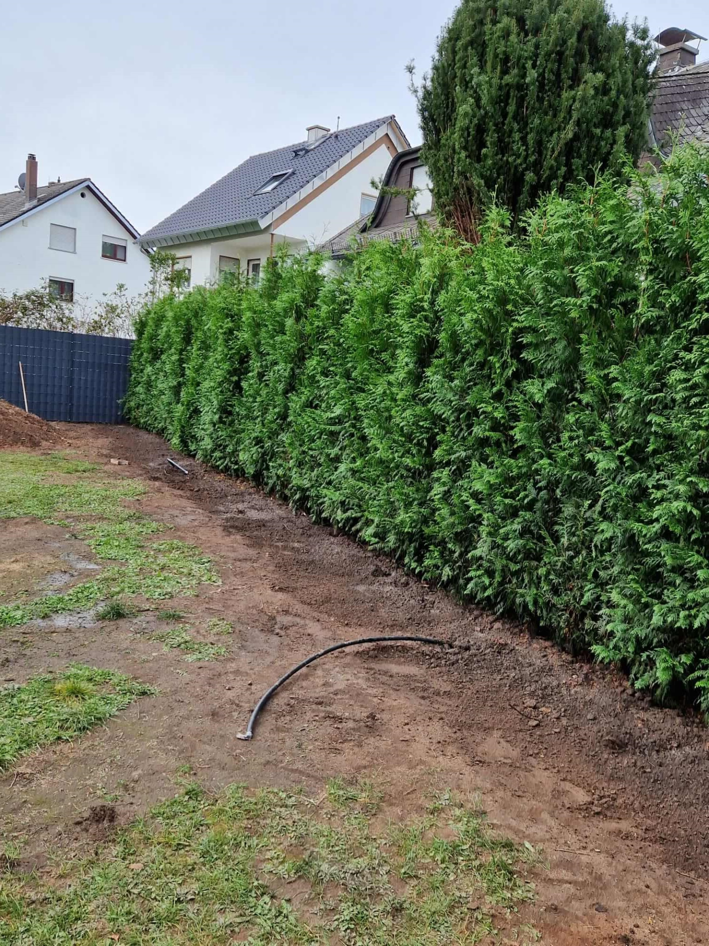 Thuja plicata Excelsa - coniferenhaag