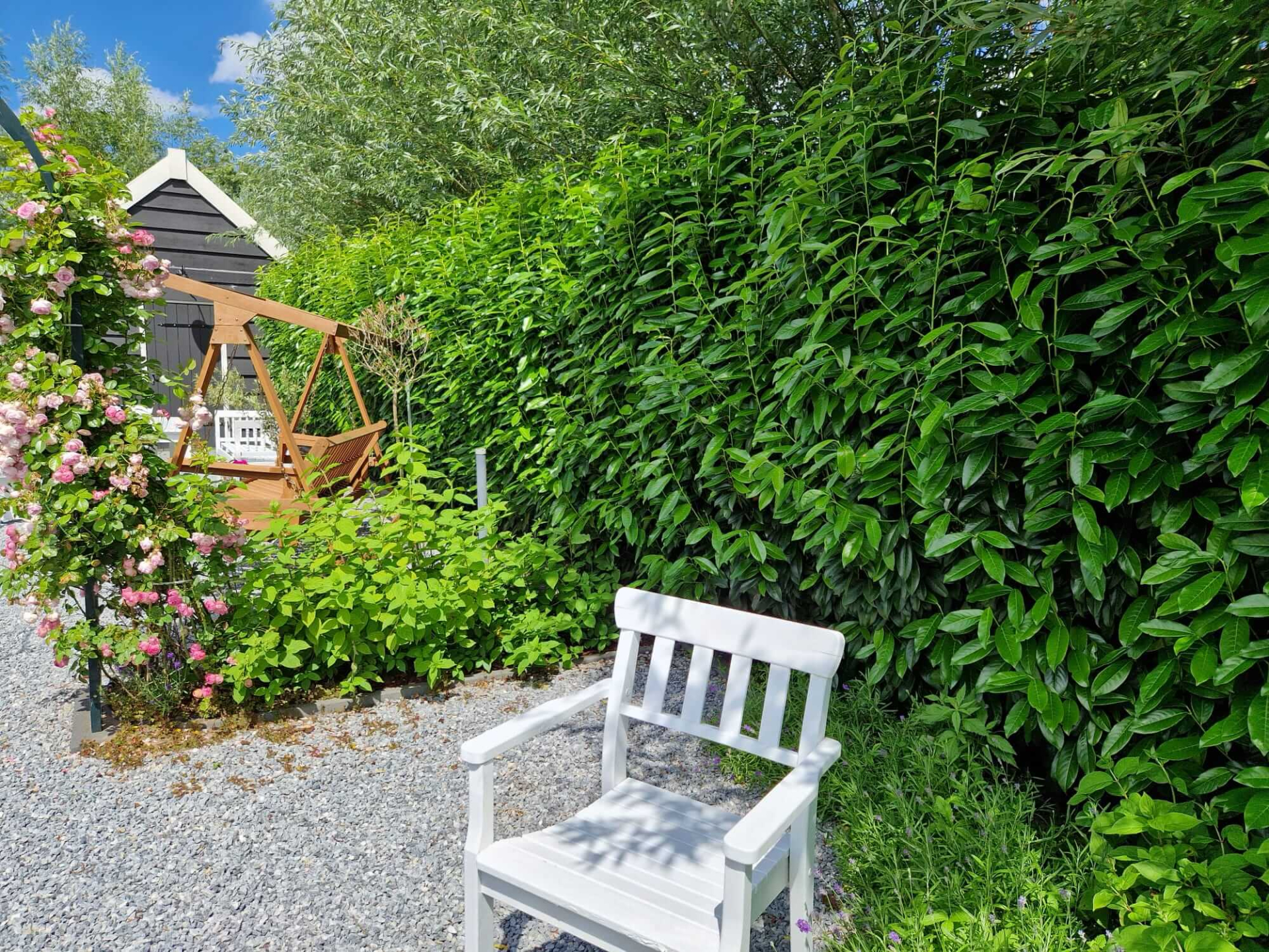 Laurierhaag Prunus laurocerasus Genolia