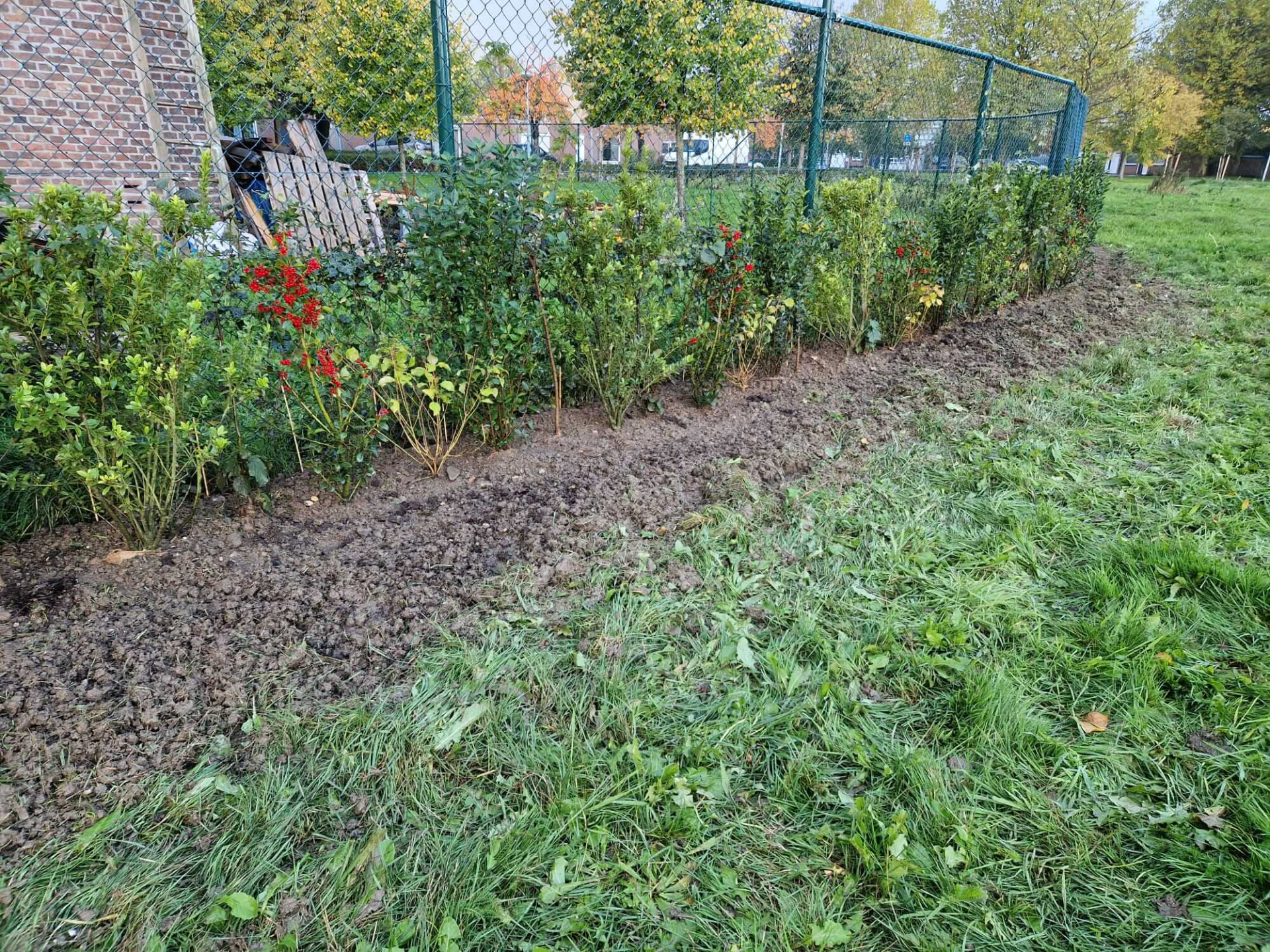 Gemengde haag met o.a. hazelaar, hulst, liguster, rode kornoelje, veldesdoorn